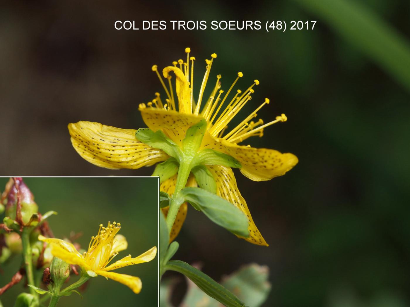 St. John's Wort, Imperforate flower